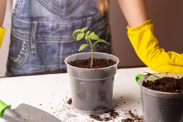A girl in gardening gloves plants a plant in a flower pot with earth.