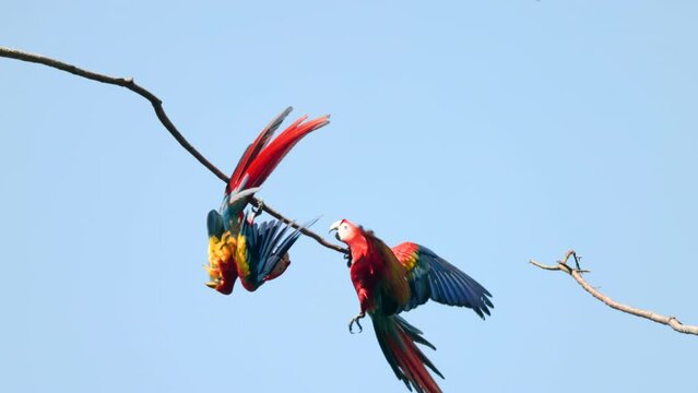 a slow motion clip of two scarlet macaws play fighting in a tree on the coast at mirador de jaco of costa rica