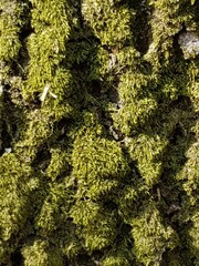 moss on tree