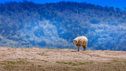 sheep herd on top of the mountain at Doichang Chiangrai Thailand