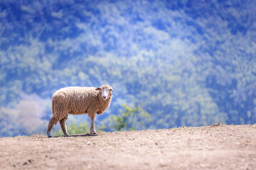 sheep herd on top of the mountain at Doichang Chiangrai Thailand