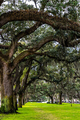 Fototapeta na wymiar Spanish Moss Growing on Oak Trees Near The Historic Downtown District, Savannah, Georgia, USA