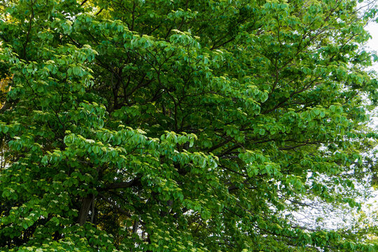 ガマズミ（Viburnum dilatatum）の木／レンプクソウ科