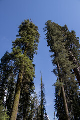 Fototapeta premium Enjoying Sequoia