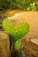 Cactus Heart