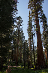 Enjoying Sequoia