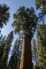 Enjoying Sequoia