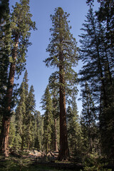 Enjoying Sequoia