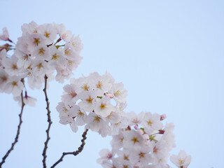 桜9