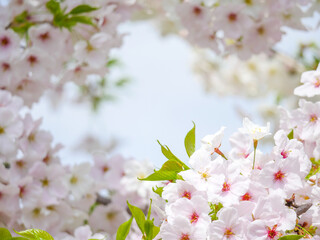 Fototapeta premium 桜11
