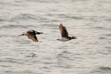 Male and female Long-tailed Ducks in flight over water