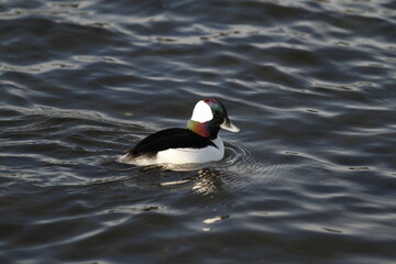 Close up of a male Bufflehead duck swimming with iridescence.