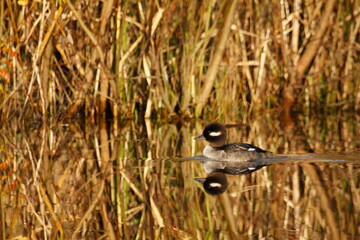 A female Bufflehead duck (Bucephala albeola) swimming in calm still water with a reflection and reeds in the background. Taken in Victoria, British Columbia, Canada.