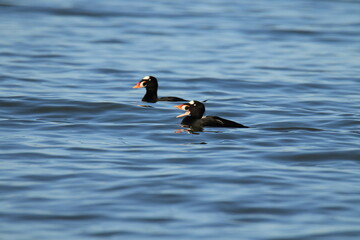 Two male Surf Scoters swimming in water with one having its bill open