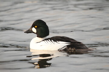 Close up of a male Common Goldeneye duck in water