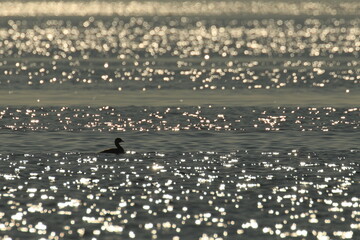 Pied-billed Grebe sihouette with sunlight reflecting off the water