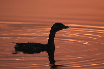 Silhouette of a Pied-billed Grebe swimming in water