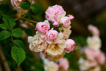 Blooming pink roses on branches in the garden at sunny day