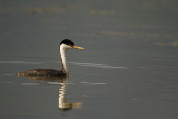 Western Grebe swimming in water with a reflection and lots of copy space