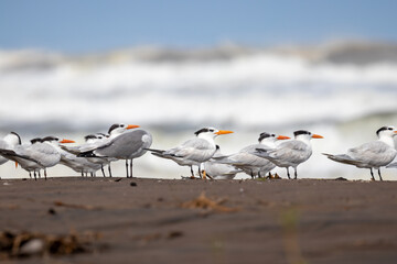 Royal tern