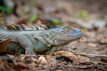 GREEN IGUANA