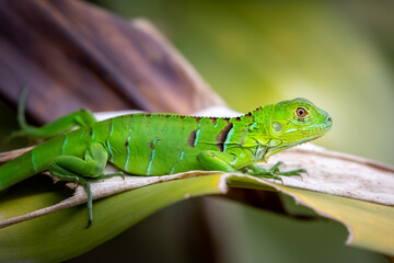 GREEN IGUANA