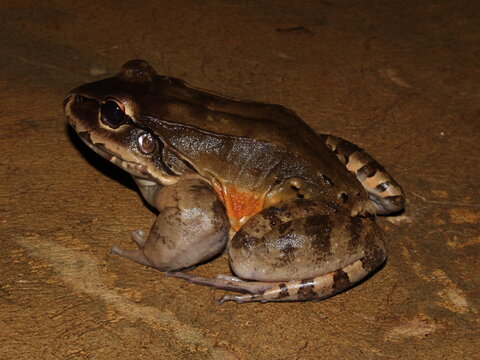 Smoky jungle frog (Leptodactylus pentadactylus) from the Osa Peninsula of Costa Rica