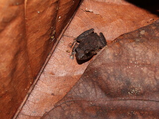 Fleshbelly frog (Craugastor sp) found on leaf litter
