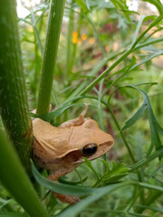 Indian frog sitting on green leaves 