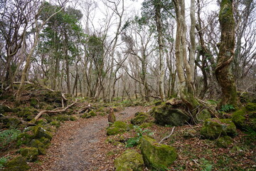 lonely pathway through mossy rocks and bare trees