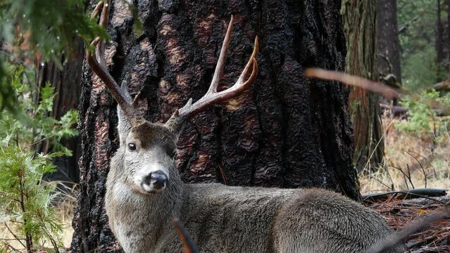 Wild deer with antlers or horns portrait by tree, animal in Yosemite valley forest, California wildlife fauna, USA. Buck face or stag head, big eyes. Wilderness or woodland. Cervus in natural habitat.