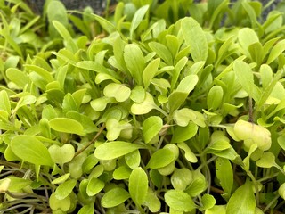 Cantonese Chinese vegetables plant in nature garden