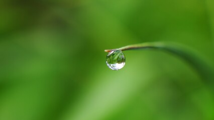 Macro shot of water drop over the green bamboo leaf. green color background. Space for text. defocused background