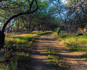 Path Through Kiawe Tree Forest on The Ala Kahakai National Historic Trail,  Mahukona Beach State Park, Hawaii Island, Hawaii, USA