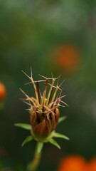 close up sulfur cosmos seed head. defocused background. selective focus. macro photo. space for text