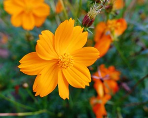 Natural background of Cosmos sulphureus, yellow cosmos flowers blooming in the garden on green background. flower in the morning. macro photo
