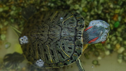 Tortuga