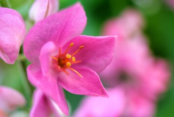 Fototapeta na wymiar lovely pink flower. Mexican creeper is native to Mexico. Blurred background