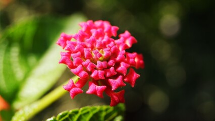 close up of lantana camara. flower head