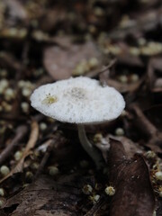 White fungus growing in rainforest soil in the Osa Peninsula of Costa Rica