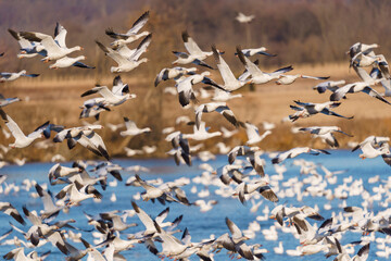 Snow Geese migration in March