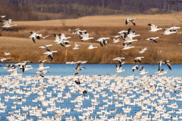Snow Geese migration in March