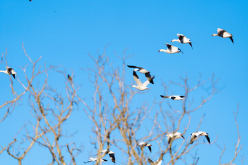 Snow Geese migration in March