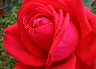 Red rose. Rose background. Rose surface. Real red rose. 