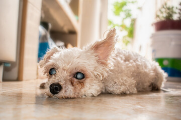 Close up a tierno perro french poodle, caniche blanco senior con cataratas