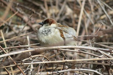 House sparrow in the garden in spring, closeup 