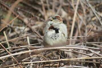 Sparrow chicks on branches in the garden in spring, closeup