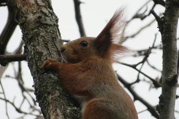 Foto op Plexiglas Redhead european squirrel on tree in winter season, closeup © natalya2015