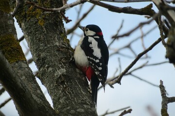 European spotted woodpecker on tree in winter season 