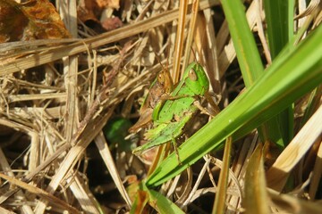 Mating grasshoppers on grass in Florida wild, closeup